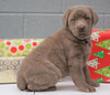 AKC Registered Silver Labrador Retriever For Sale Millersburg OH, Female - Snowflake