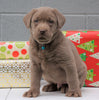 AKC Registered Silver Labrador Retriever For Sale Millersburg OH, Male - Rudolph