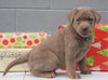 AKC Registered Silver Labrador Retriever For Sale Millersburg OH, Male - Rudolph