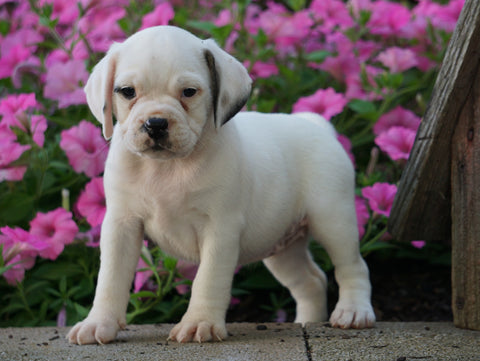 English Bulldog/Puggle For Sale Sugarcreek, OH Female- Poppy