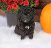 ACA Registered Miniature Poodle For Sale Holmesville, OH Female- Nina