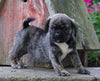 English Bulldog/Puggle For Sale Sugarcreek, OH Female- Winnie