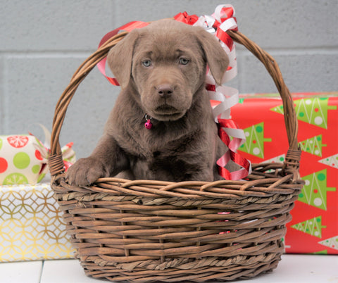 AKC Registered Silver Labrador Retriever For Sale Millersburg OH, Female - Sprinkles- BLACK FRIDAY SPECIAL-