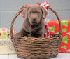 AKC Registered Silver Labrador Retriever For Sale Millersburg OH, Female - Sprinkles- BLACK FRIDAY SPECIAL-