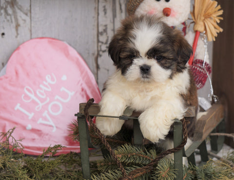 Shih Tzu For Sale Millersburg, OH Male - Dallas