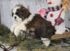 Shih Tzu For Sale Millersburg, OH Male - Dallas