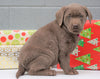 AKC Registered Silver Labrador Retriever For Sale Millersburg OH, Female - Sprinkles- BLACK FRIDAY SPECIAL-