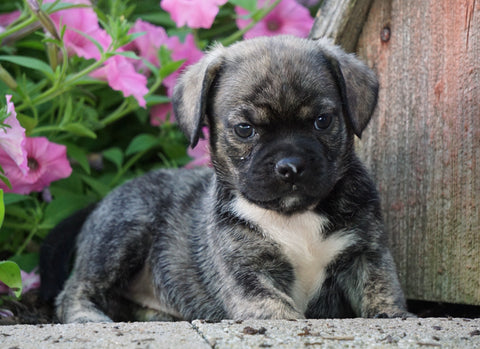 English Bulldog/Puggle For Sale Sugarcreek, OH Female- Winnie