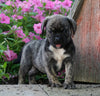 English Bulldog/Puggle For Sale Sugarcreek, OH Female- Winnie