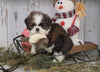 Shih Tzu For Sale Millersburg, OH Male - Dallas