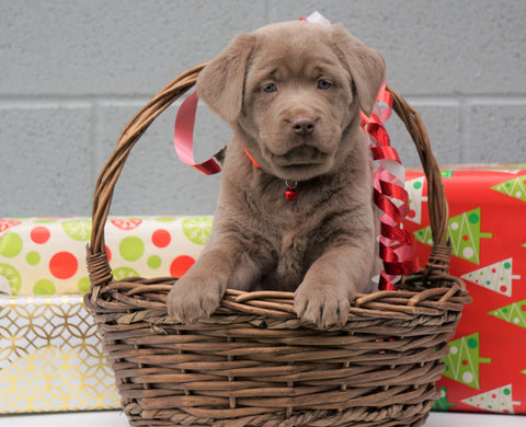 AKC Registered Silver Labrador Retriever For Sale Millersburg OH, Female - Snowball- BLACK FRIDAY SPECIAL-