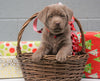 AKC Registered Silver Labrador Retriever For Sale Millersburg OH, Female - Snowball- BLACK FRIDAY SPECIAL-