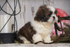 Shih Tzu For Sale Millersburg, OH Male - Dallas