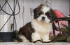 Shih Tzu For Sale Millersburg, OH Male - Dallas