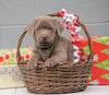 AKC Registered Silver Labrador Retriever For Sale Millersburg OH, Male - Donner- BLACK FRIDAY SPECIAL-