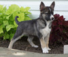 German Shepherd/ Siberian Husky For Sale Millersburg, OH Female- Oakley