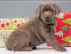 AKC Registered Silver Labrador Retriever For Sale Millersburg OH, Male - Donner- BLACK FRIDAY SPECIAL-