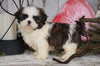 Shih Tzu For Sale Millersburg, OH Female - Sandy SOLD