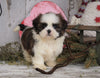 Shih Tzu For Sale Millersburg, OH Female - Sandy SOLD