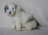 Mini Sheepadoodle For Sale Holmesville, OH Male- Cooper
