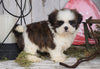 Shih Tzu For Sale Millersburg, OH Female - Sandy SOLD