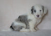 Mini Sheepadoodle For Sale Holmesville, OH Male- Cooper