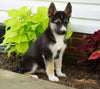German Shepherd/ Siberian Husky For Sale Millersburg, OH Male- Bruno