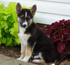 German Shepherd/ Siberian Husky For Sale Millersburg, OH Female- Tillie