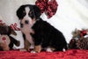 ACA Registered Bernese Mountain Dog For Sale Fredericksburg, OH Male - Bentley