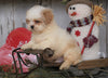 Shih Tzu For Sale Millersburg, OH Male - Dakota
