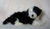 Mini Sheepadoodle For Sale Holmesville, OH Male- Oliver