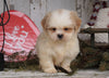 Shih Tzu For Sale Millersburg, OH Male - Dakota