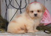 Shih Tzu For Sale Millersburg, OH Male - Dakota