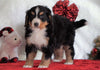 ACA Registered Bernese Mountain Dog For Sale Fredericksburg, OH Female - Lucy