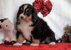 ACA Registered Bernese Mountain Dog For Sale Fredericksburg, OH Female - Heidi