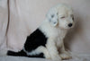 Mini Sheepadoodle For Sale Holmesville, OH Male- Chance