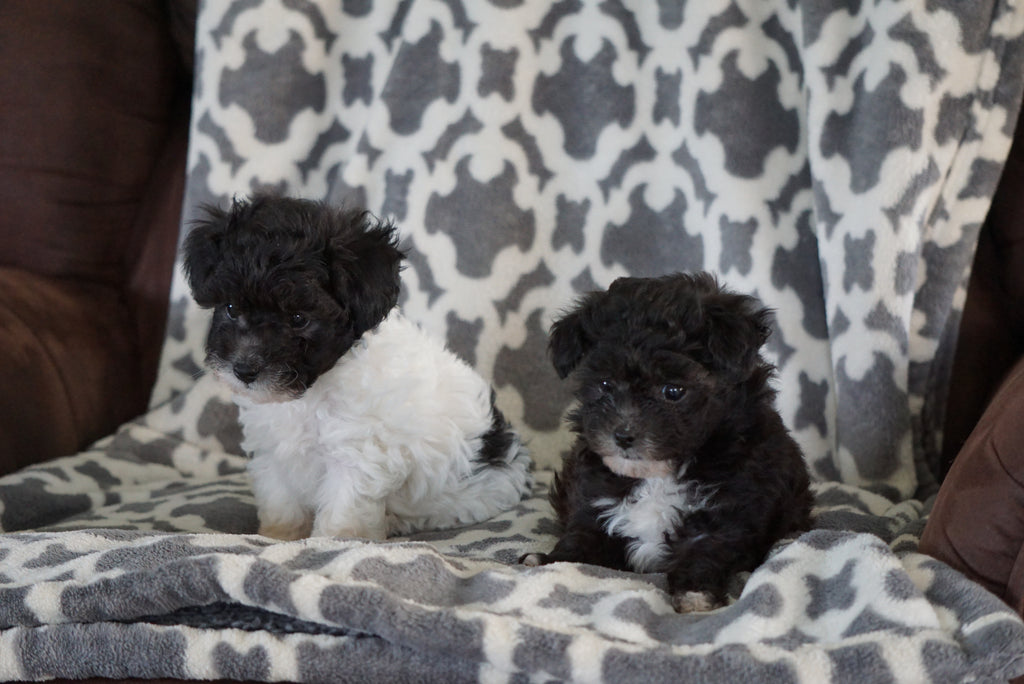 Teacup Poodle For Sale Sugarcreek Ohio Male Mischief AC Puppies LLC