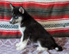 Siberian Husky For Sale Fredericksburg, OH Female- Roleta
