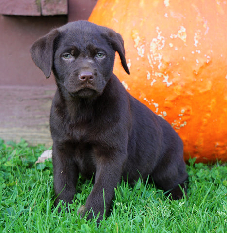 Chocolate Labrador Retriever For Sale Sugarcreek, OH Female- Clover