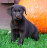 Chocolate Labrador Retriever For Sale Sugarcreek, OH Female- Clover