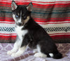 Siberian Husky For Sale Fredericksburg, OH Female- Roleta