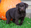 Chocolate Labrador Retriever For Sale Sugarcreek, OH Female- Clover
