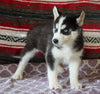 Siberian Husky For Sale Fredericksburg, OH Female- Rachelle