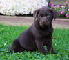 Chocolate Labrador Retriever For Sale Sugarcreek, OH Female- Clover