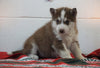 Siberian Husky For Sale Fredericksburg, OH Male - Brevin