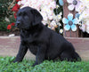 AKC Registered Black Labrador Retriever For Sale Sugarcreek, OH Female- Amber