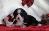 ACA Registered Bernese Mountain Dog For Sale Fredericksburg, OH Female - Sadie