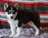 Siberian Husky For Sale Fredericksburg, OH Female- Rose