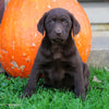 AKC Registered Charcoal Labrador Retriever For Sale Sugarcreek, OH Female- Paisley