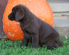 AKC Registered Charcoal Labrador Retriever For Sale Sugarcreek, OH Female- Paisley